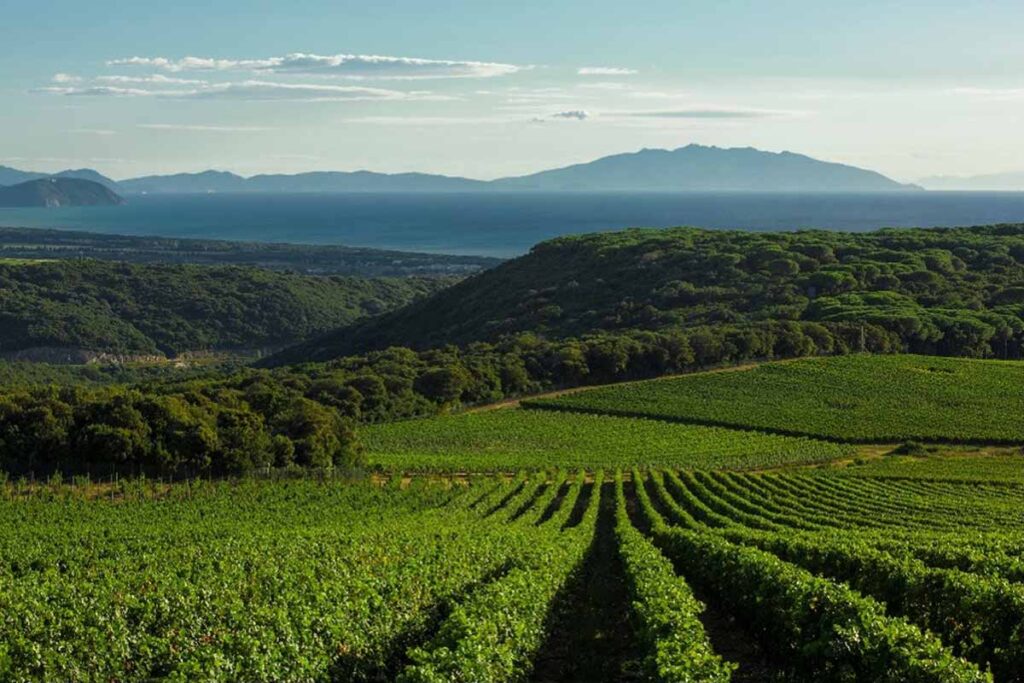 tenuta-argentiera-wine-experience-maremma